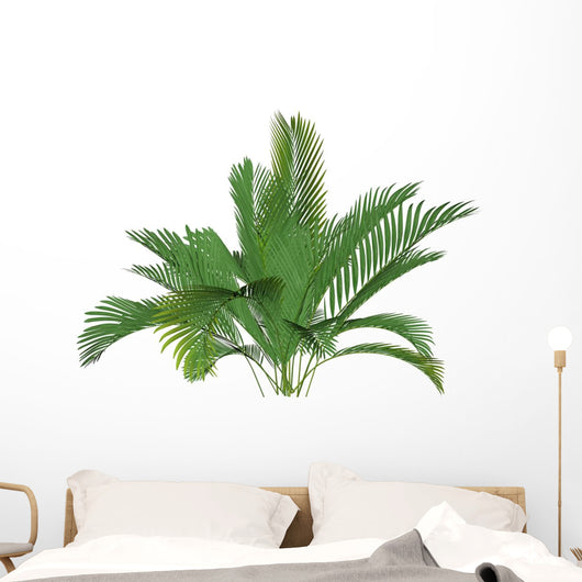 Mountain Palm