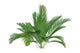 Mountain Palm