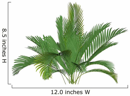 Mountain Palm