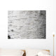Birch bark - birch bark Wall Mural