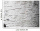 Birch bark - birch bark Wall Mural