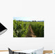 Vineyard in California Wall Mural