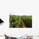 Vineyard in California Wall Mural