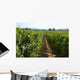 Vineyard in California Wall Mural
