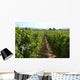 Vineyard in California Wall Mural