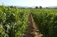 Vineyard in California Wall Mural