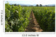 Vineyard in California Wall Mural