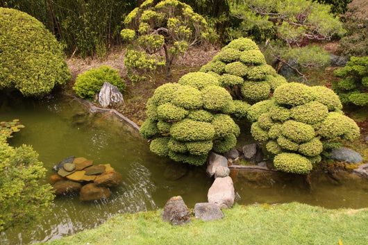 Japanese Tea Garden San Wall Decal