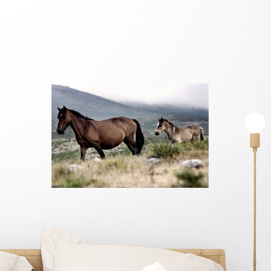 Two Horses Wall Mural
