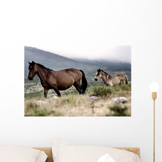 Two Horses Wall Mural