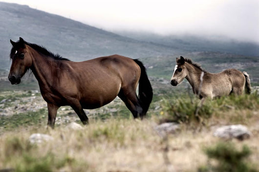 Two Horses Wall Mural