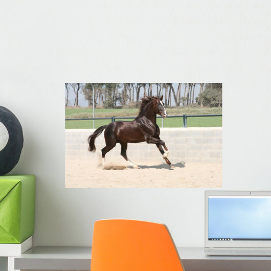 Horse Lusitano