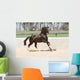 Horse Lusitano