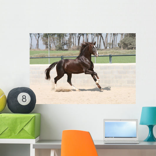 Horse Lusitano