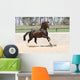 Horse Lusitano