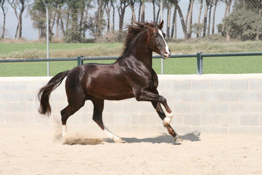 Horse Lusitano