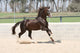 Horse Lusitano
