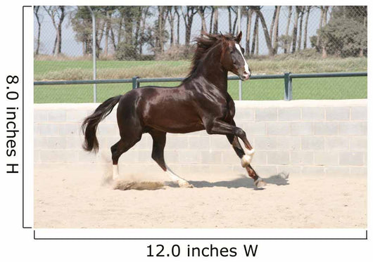 Horse Lusitano