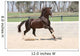 Horse Lusitano
