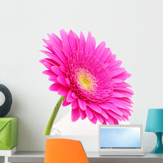 Gerbera Flower