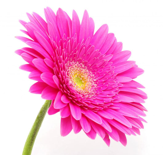 Gerbera Flower