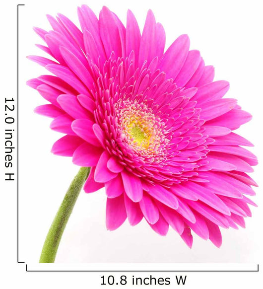 Gerbera Flower
