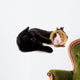 chat noir qui joue avec un jeune cobaye Wall Decal
