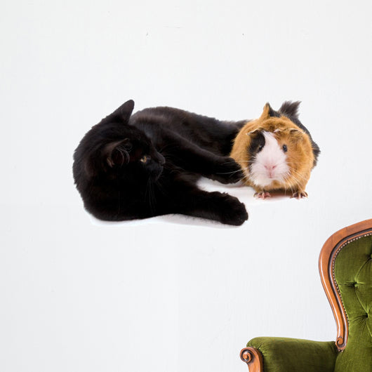 chat noir qui joue avec un jeune cobaye Wall Decal