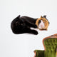 chat noir qui joue avec un jeune cobaye Wall Decal