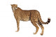 Zurckblickender Gepard