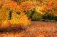 orange trees Wall Mural