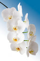Weisse Orchidee Wall Mural