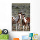 Wild Mustangs Mccullough Peak