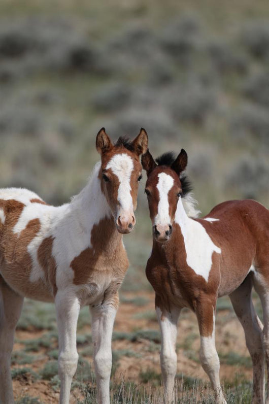 Wild Mustangs Mccullough Peak