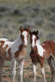 Wild Mustangs Mccullough Peak