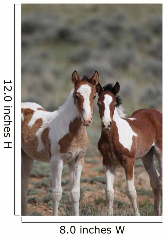 Wild Mustangs Mccullough Peak