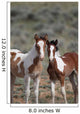 Wild Mustangs Mccullough Peak