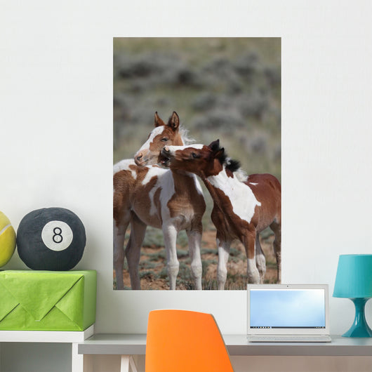 Wild Mustangs Mccullough Peak