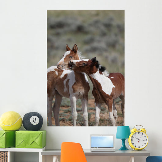 Wild Mustangs Mccullough Peak