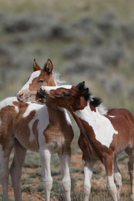Wild Mustangs Mccullough Peak
