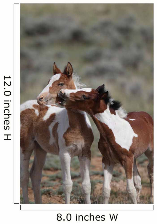Wild Mustangs Mccullough Peak