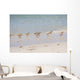 Flock Sandpipers Wall Mural