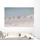 Flock Sandpipers Wall Mural