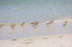 Flock Sandpipers Wall Mural