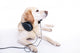 Labrador headset Wall Mural
