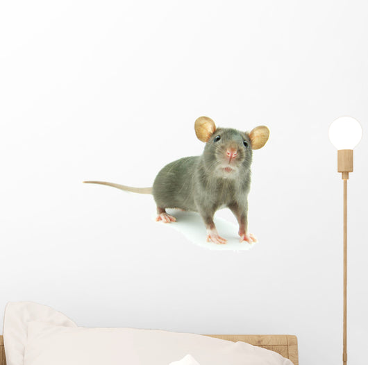 Rat