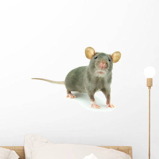 Rat