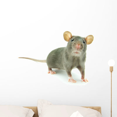 Rat shown on a wall