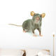 Rat