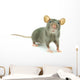 Rat